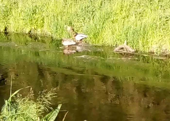 La Vida * هوبيغارْتْنْ